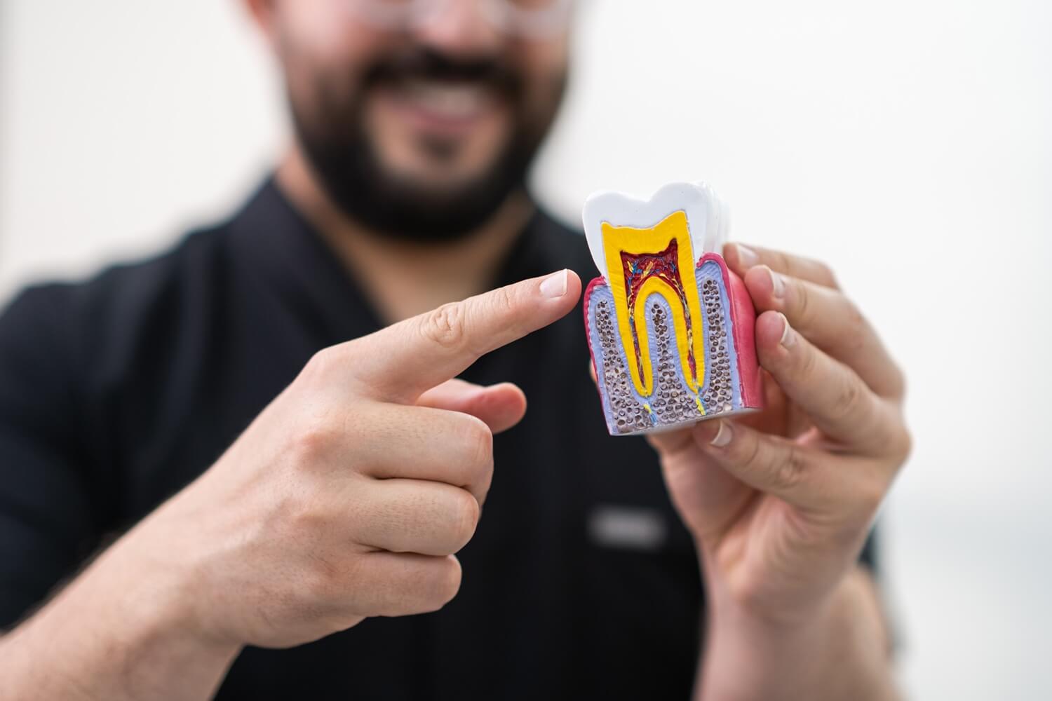 a dentist showing a model of an infected root canal